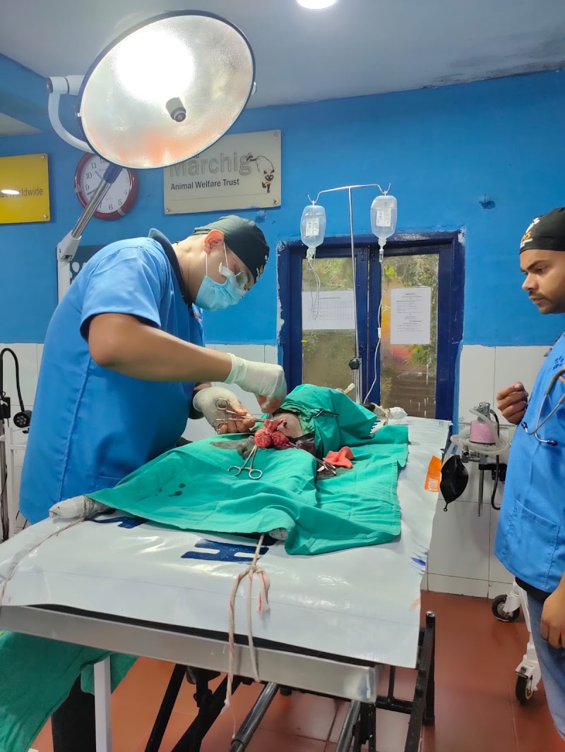 Dr.N.P Singh , B.V.Sc & A.H (Gold medalist), I.S.V.P.T(Gold medalist),M.V.Sc (ICAR-IVRI), CCDI Radiology (GADVASU,Ludhiana)