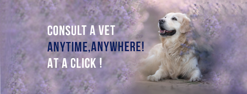 DrPET Online veterinary consultations for Pets, Animals, avian and exotic pets