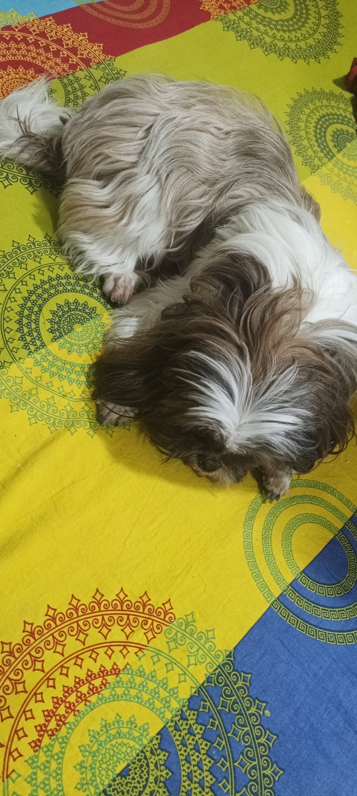 Duggu's Hostel for pets — Photo 2