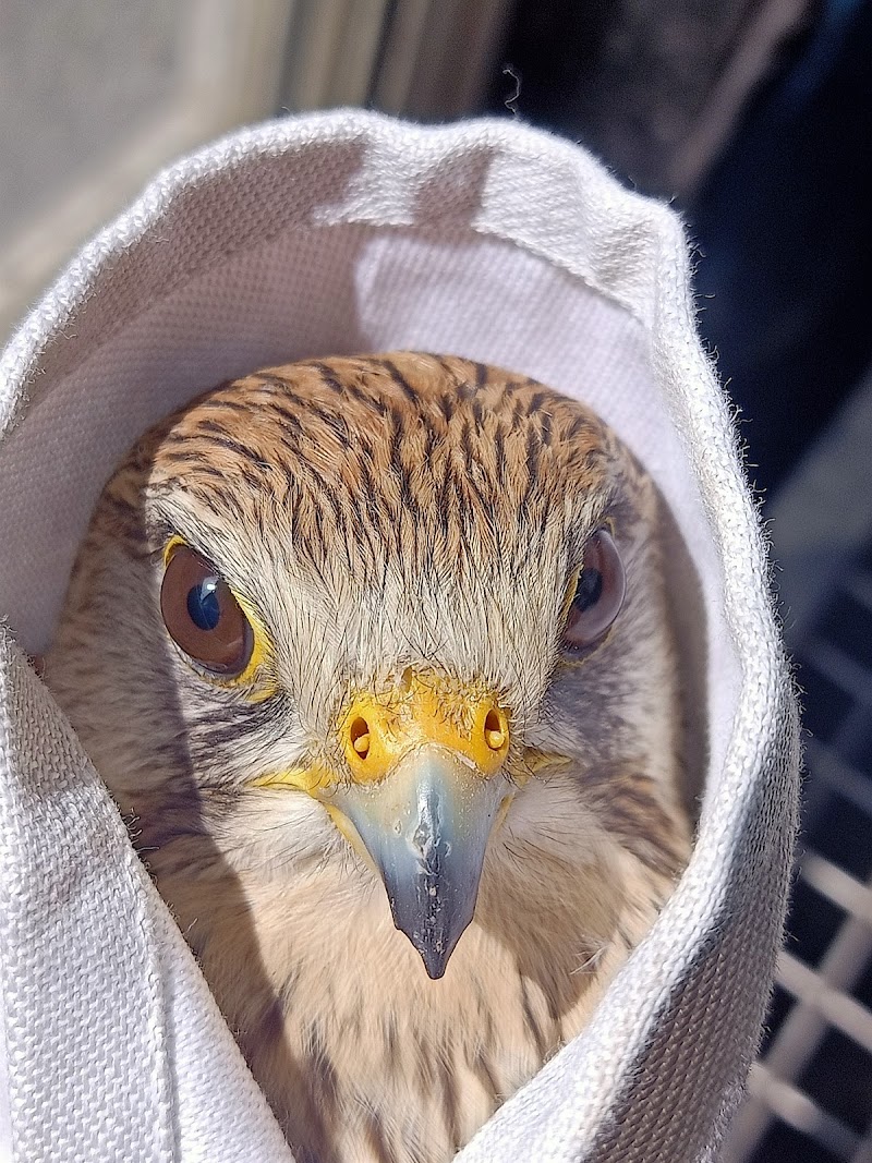 Eco-Echo Foundation Wildlife Rescue — Photo 2