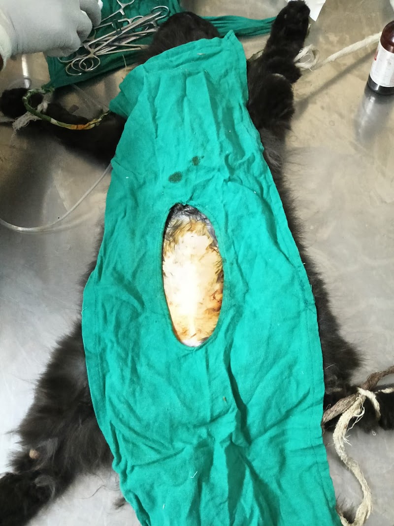 Elite Veterinary Clinic & Surgery Center — Photo 4