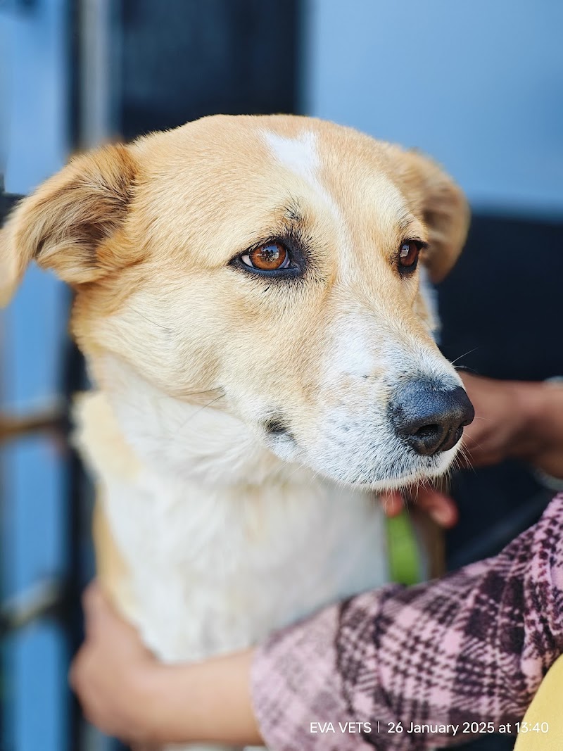 EVA VETS Veterinary Hospital — Photo 2