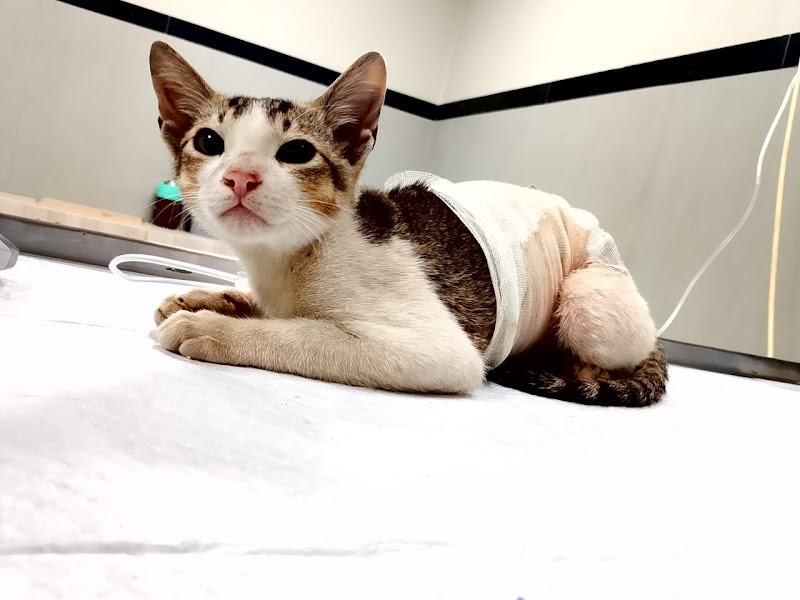 EVA VETS Veterinary Hospital — Photo 3