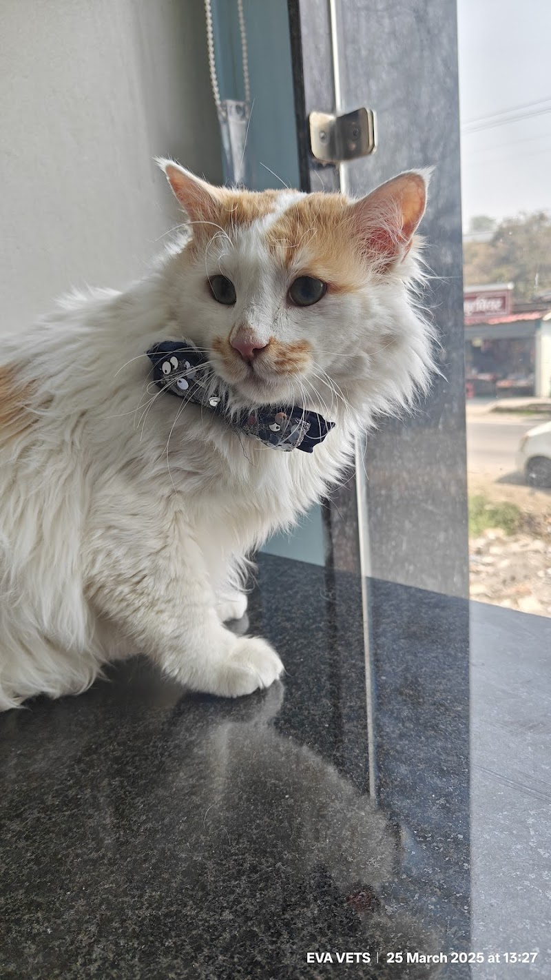 EVA VETS Veterinary Hospital — Photo 4