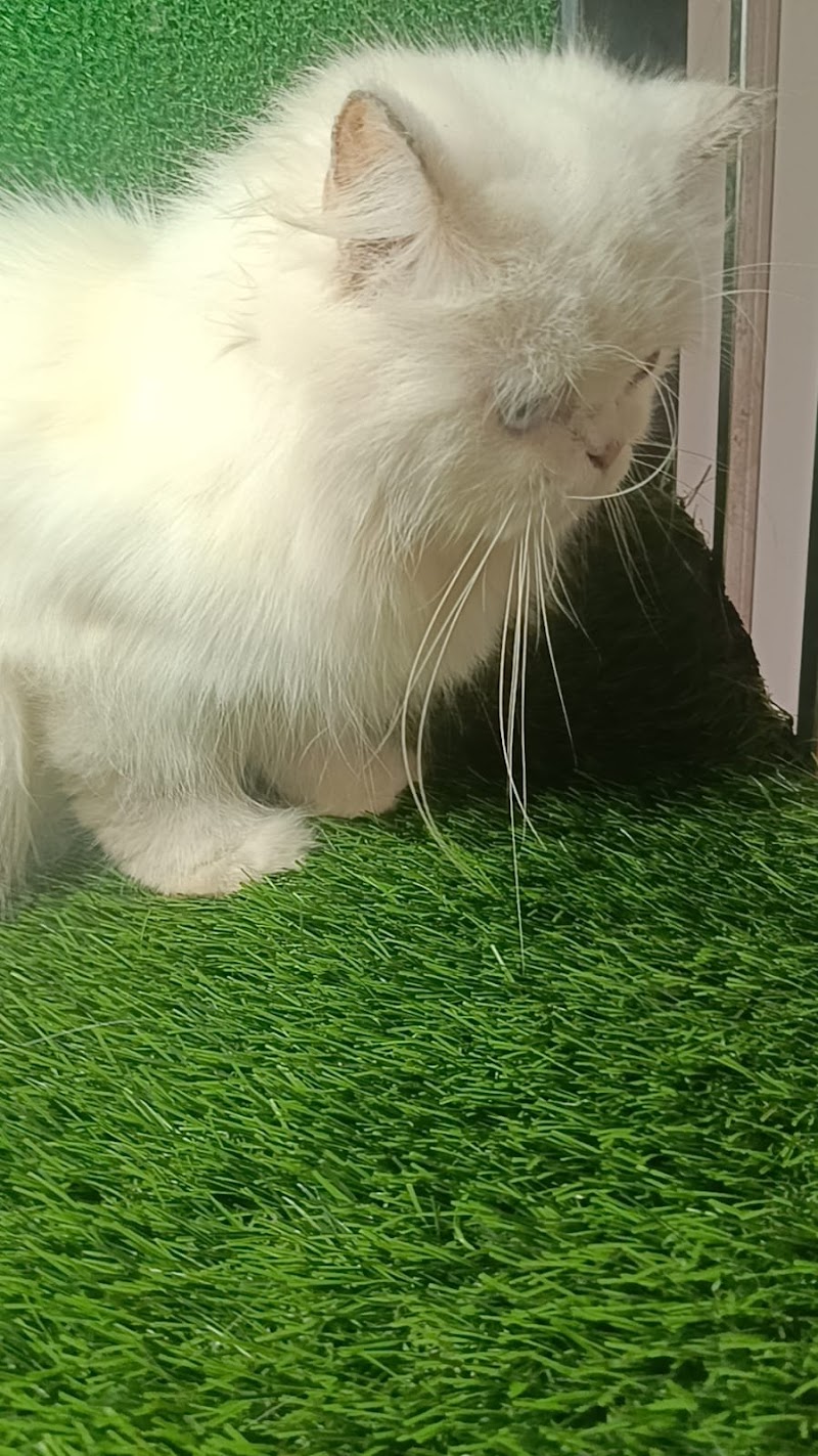 Feline's Kingdom Pet Grooming Center — Photo 2