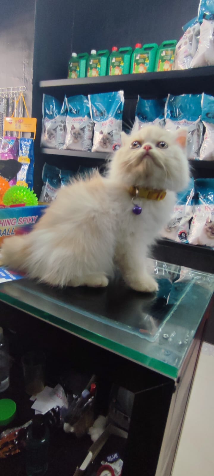 Feline's Kingdom Pet Grooming Center — Photo 3