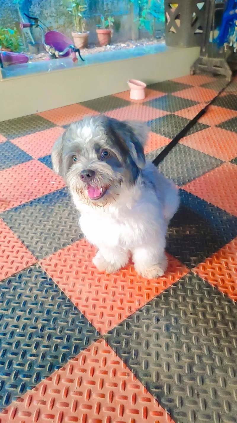 Feline's Kingdom Pet Grooming Center — Photo 4