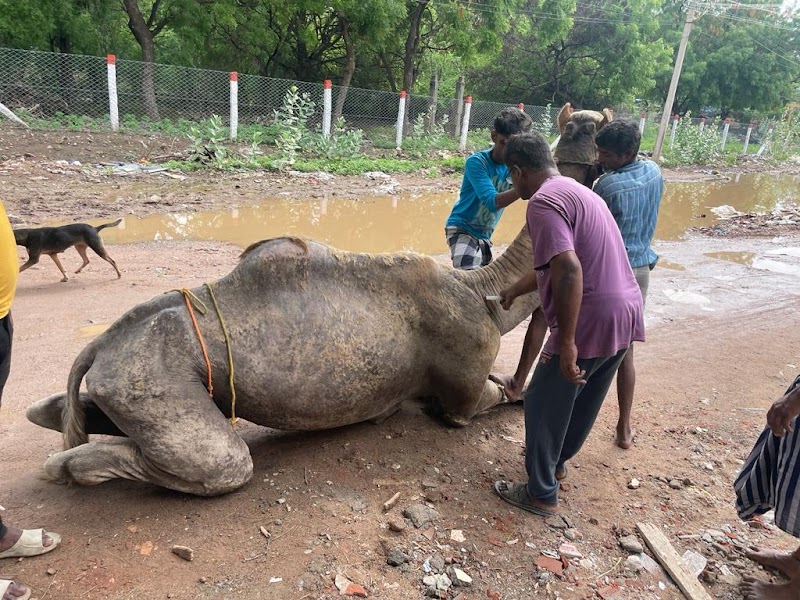 Field vet veterinary clinic — Photo 3