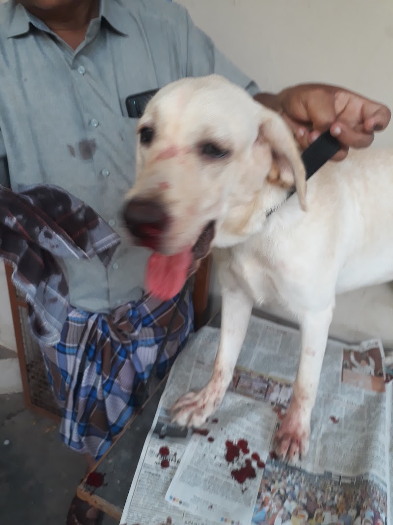 Field vet veterinary clinic — Photo 4