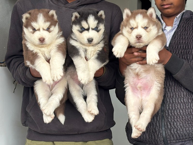 FIRSTDOG | Katargam, Surat - Pet Shop & Grooming — Photo 3