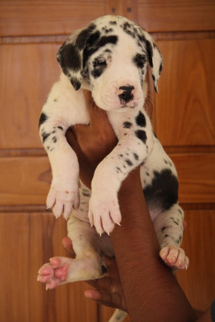 FORTUNE BEST PET SHOP — Photo 3