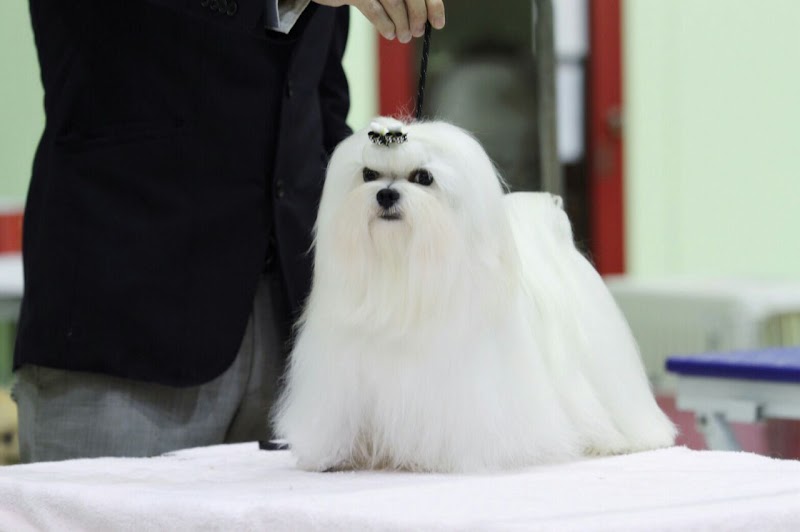 FORTUNE BEST PET SHOP — Photo 4