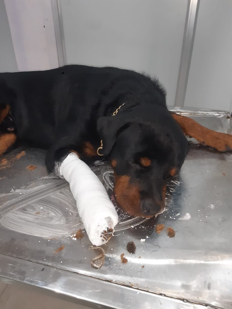 Free VetGo Multi-Specialty Animal Hospital — Photo 3