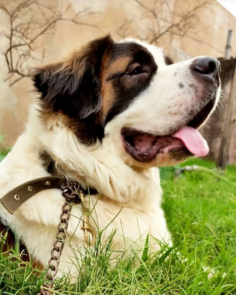 Friends Pet Shop — Photo 3