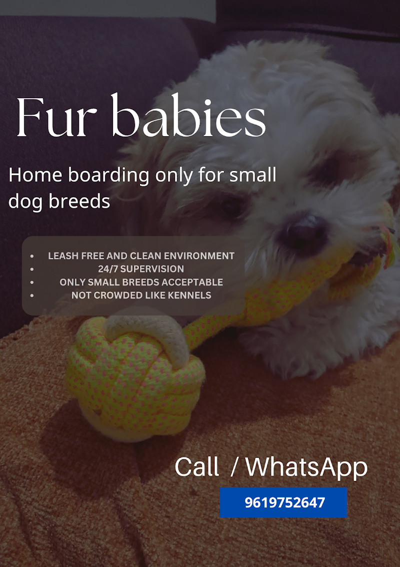 Fur babies dog home boarding — Photo 2