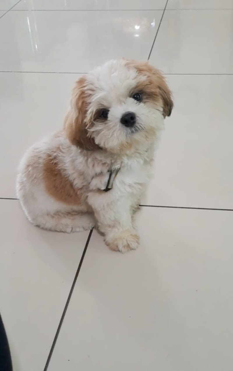 Fur babies dog home boarding — Photo 3