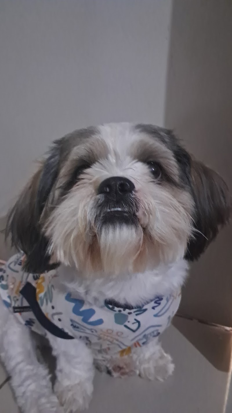 Fur babies dog home boarding — Photo 4