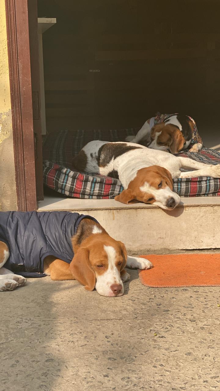 FURISTA RETREAT (Pet Boarding) — Photo 2