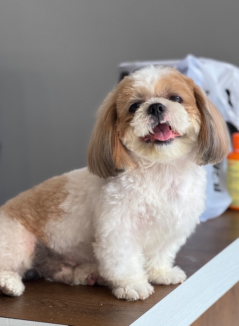 Furmigo - Best Pet Store & Grooming — Photo 1