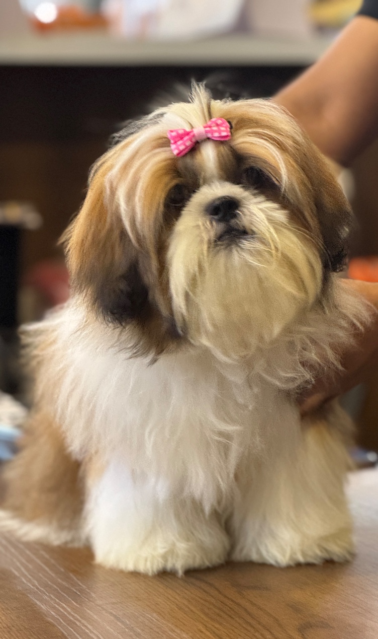 Furmigo - Best Pet Store & Grooming — Photo 2