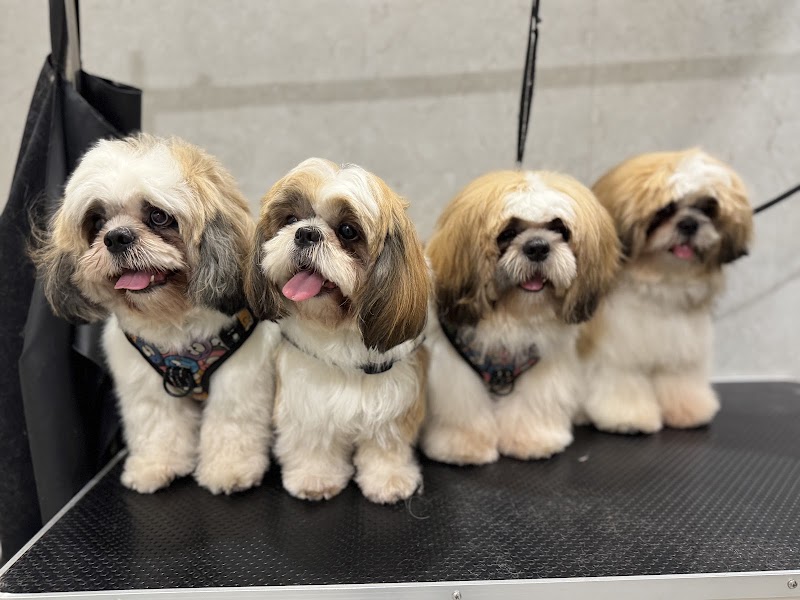 Furpetual - Pet Store Spa & Jacuzzi | Full Service Grooming — Photo 2