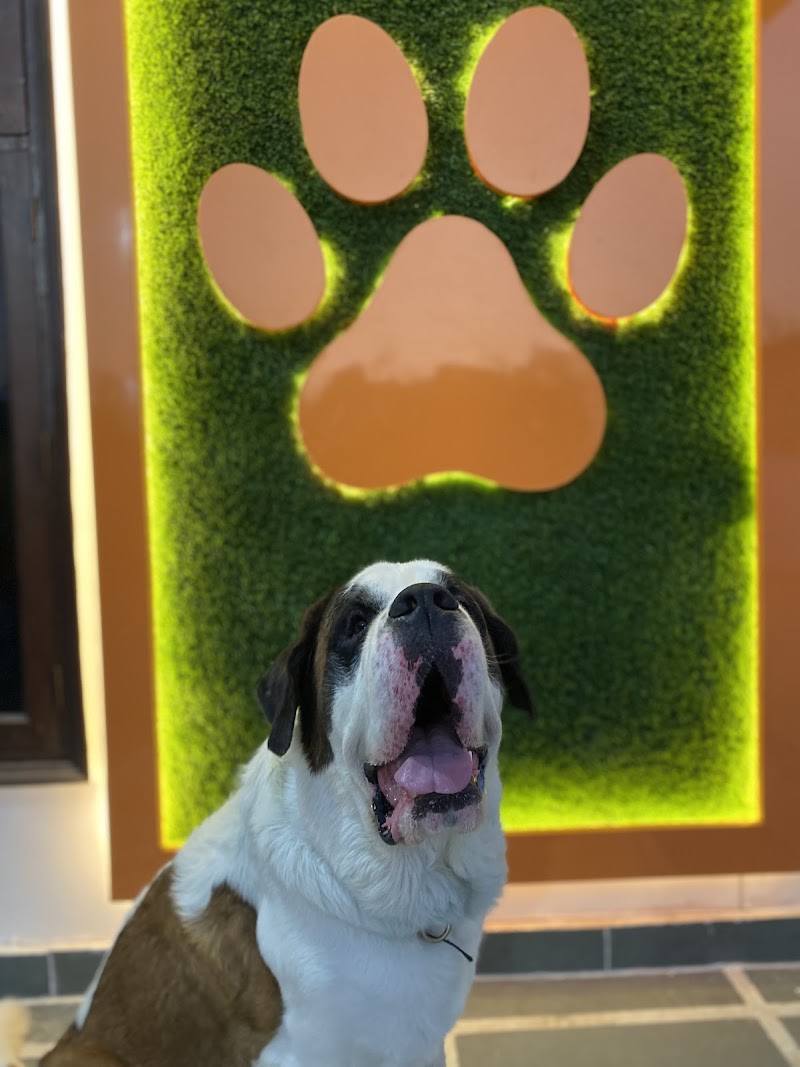 Furry Amigos pet boarding || Shop || pet spa — Photo 2