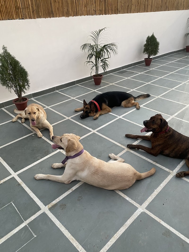 Furry Amigos pet boarding || Shop || pet spa — Photo 3