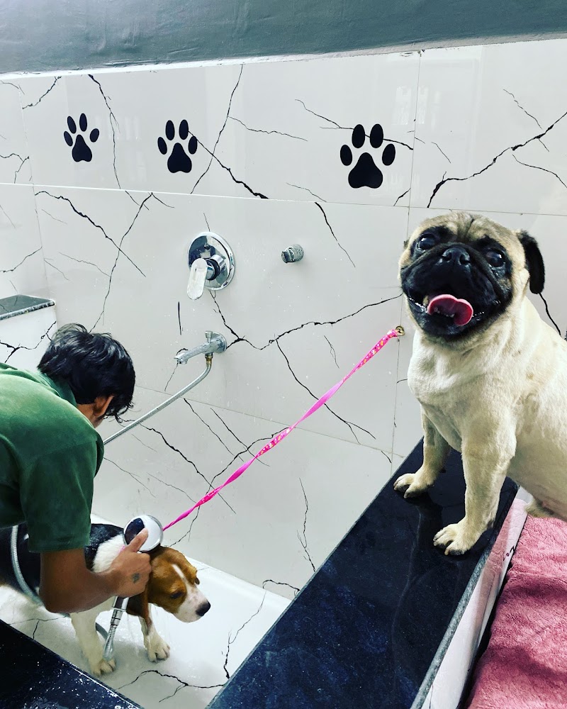 Furry Amigos pet boarding || Shop || pet spa — Photo 4