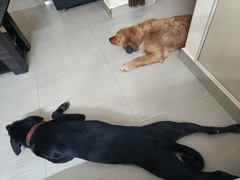 Furry Den Doggy Stay — Photo 2