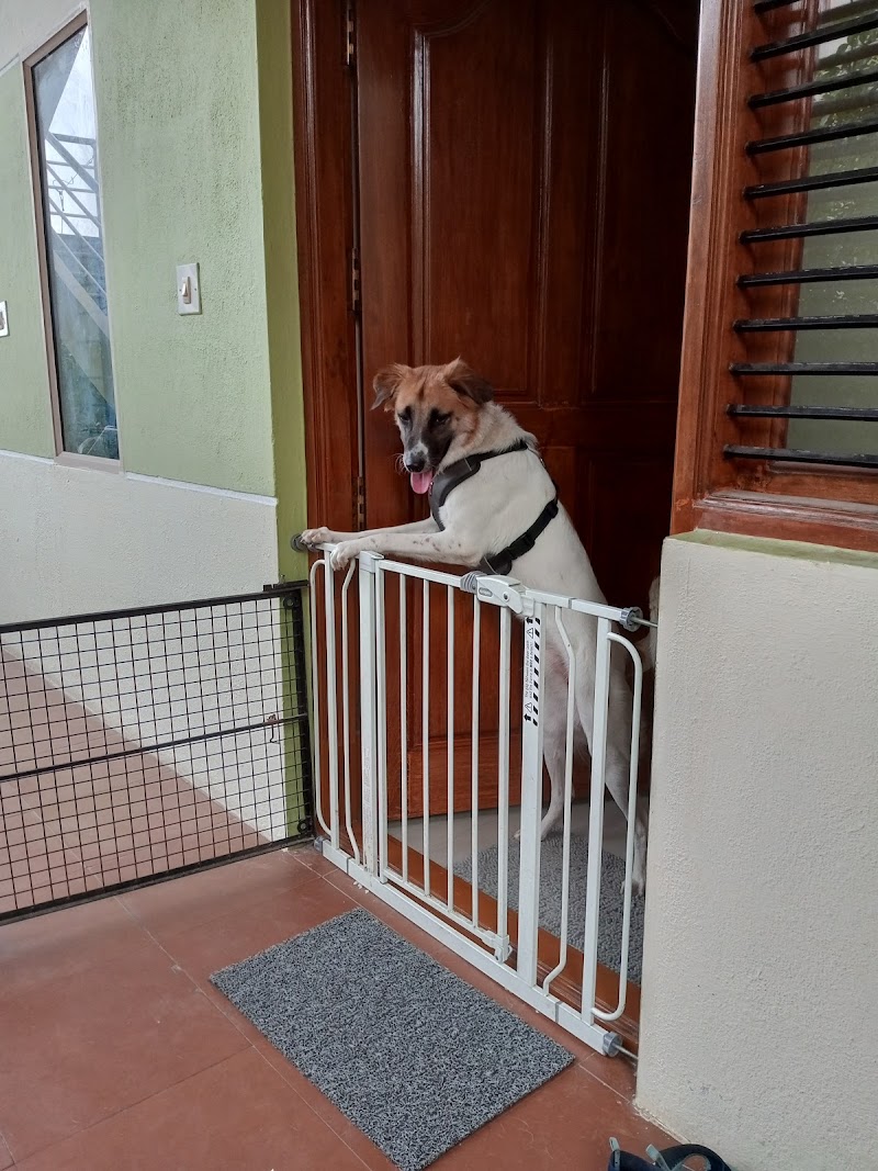 Furry Den Doggy Stay — Photo 3