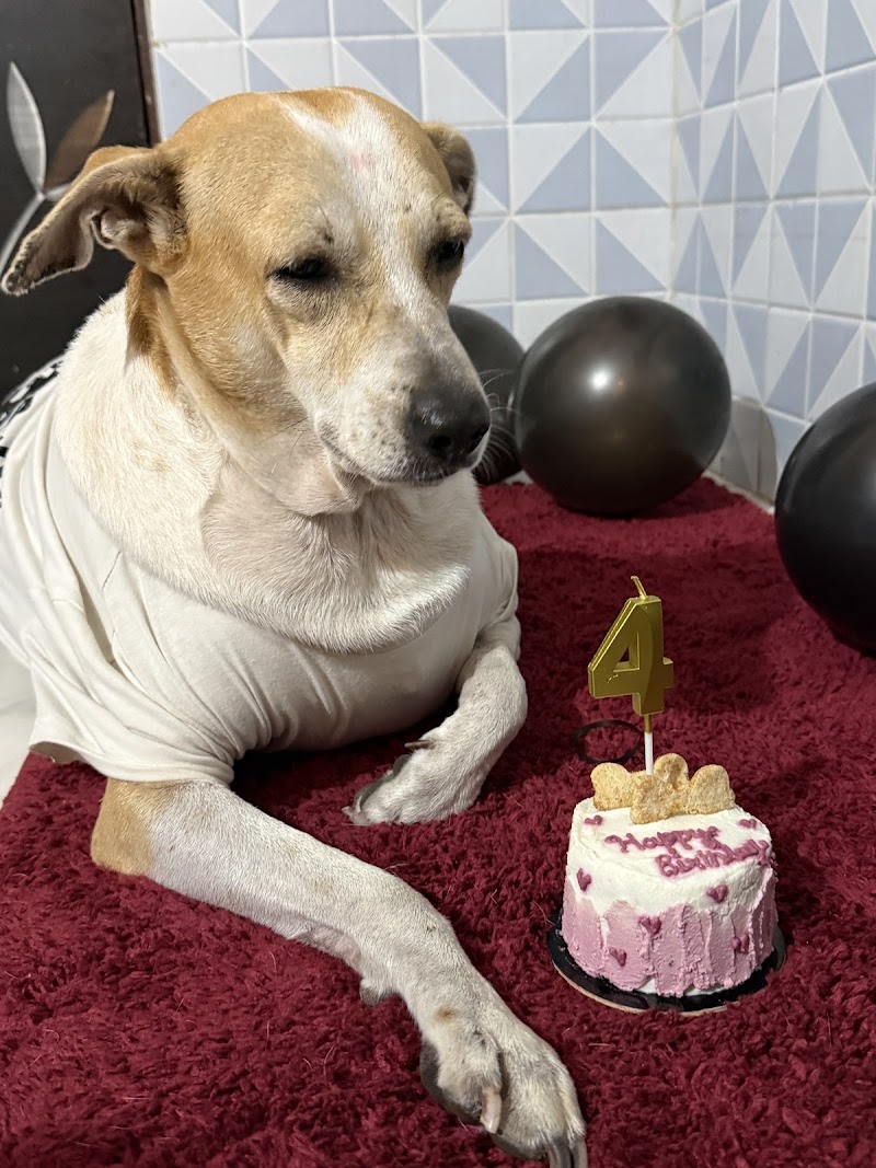 Furry Friends & Co - Kharghar — Photo 3