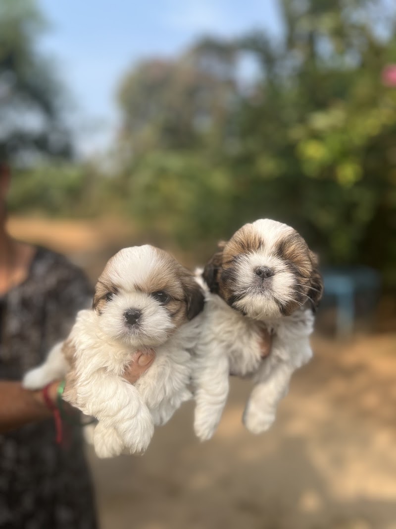 FurryBalls Shihtzu Kennel — Photo 2
