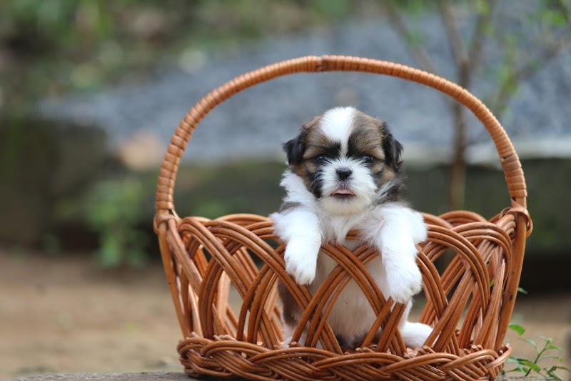 FurryBalls Shihtzu Kennel — Photo 3