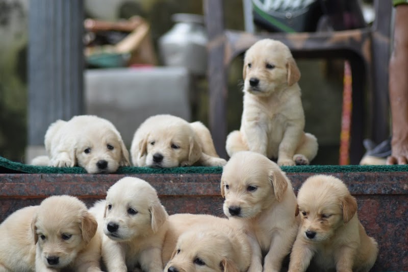 FurryBalls Shihtzu Kennel — Photo 4