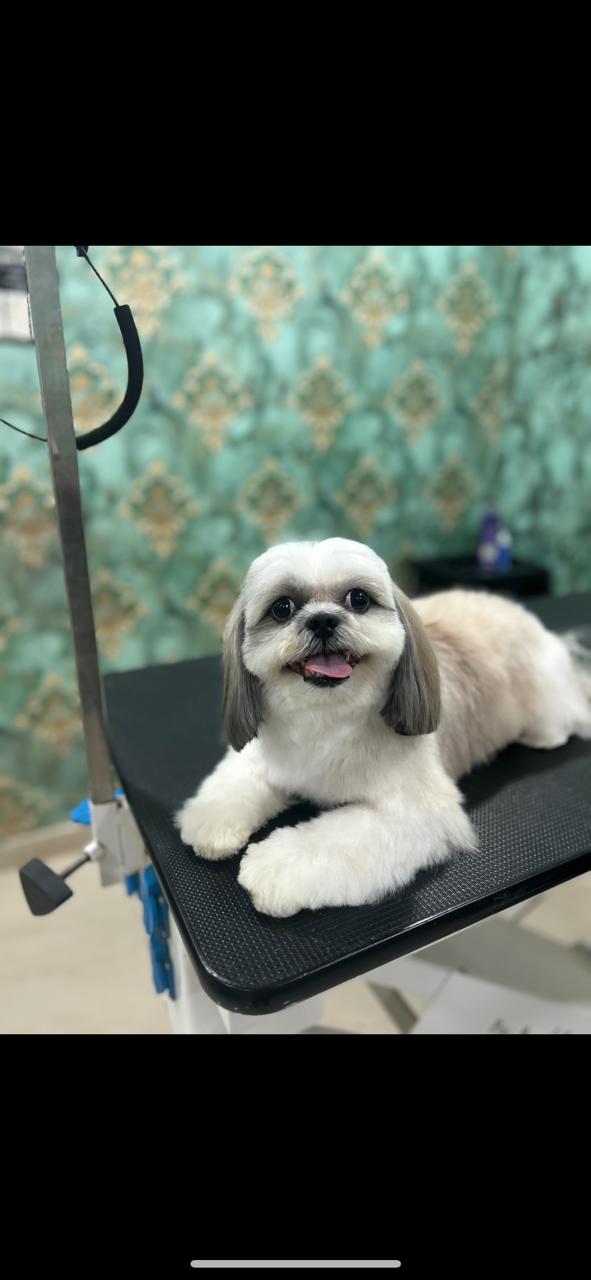 G-Furstudio - petGrooming