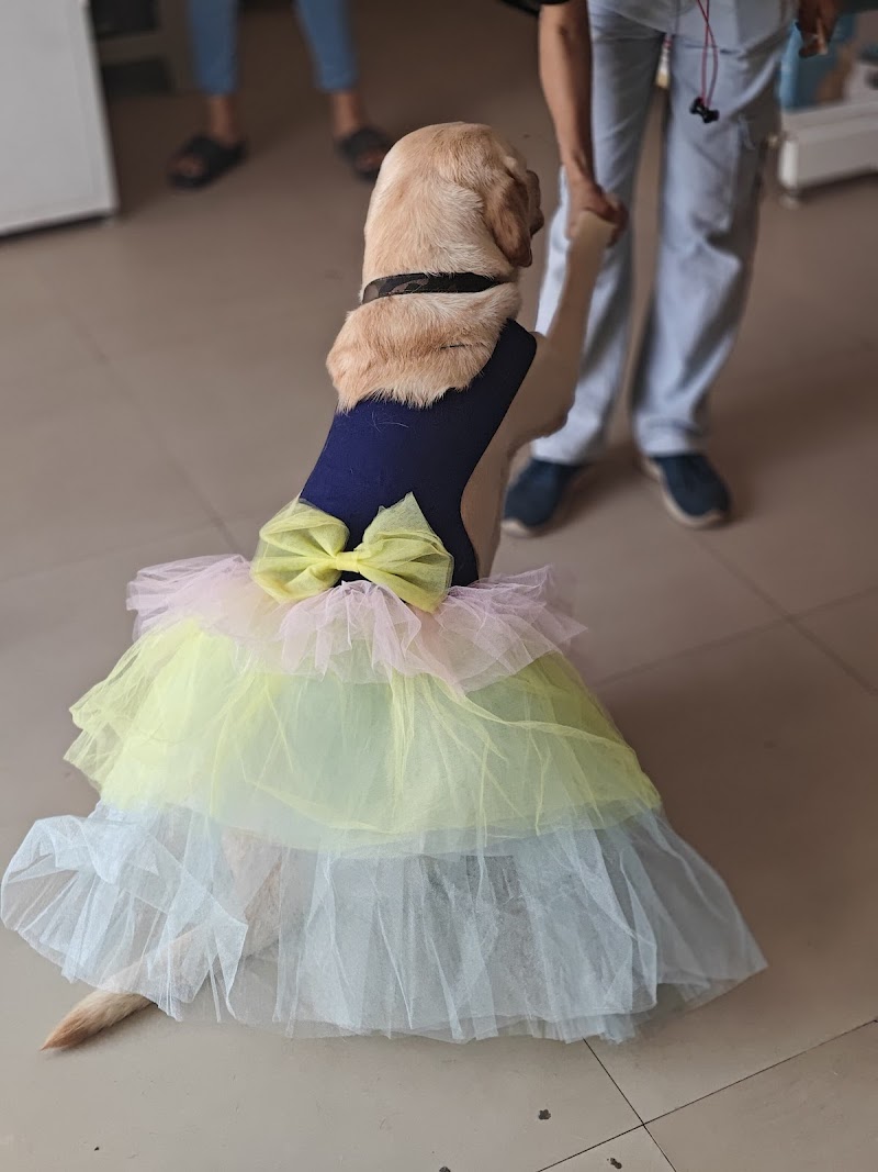 GABBAR TAILS - Best pet shop in Patna — Photo 3