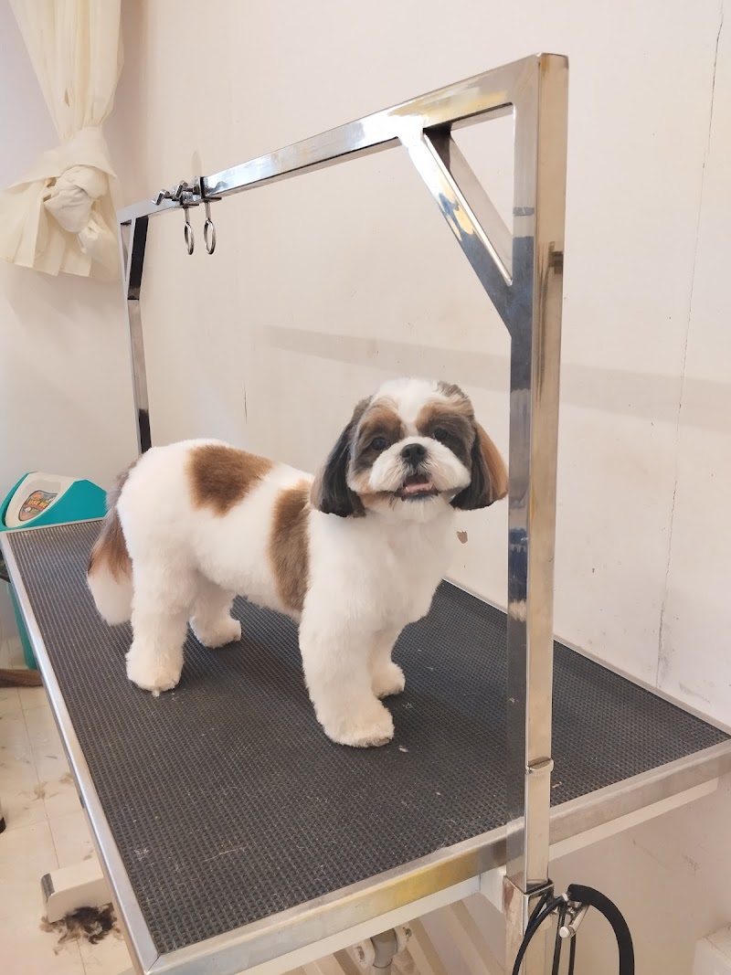 Gama Gama Pet Spa & Small Pet Boarding — Photo 3