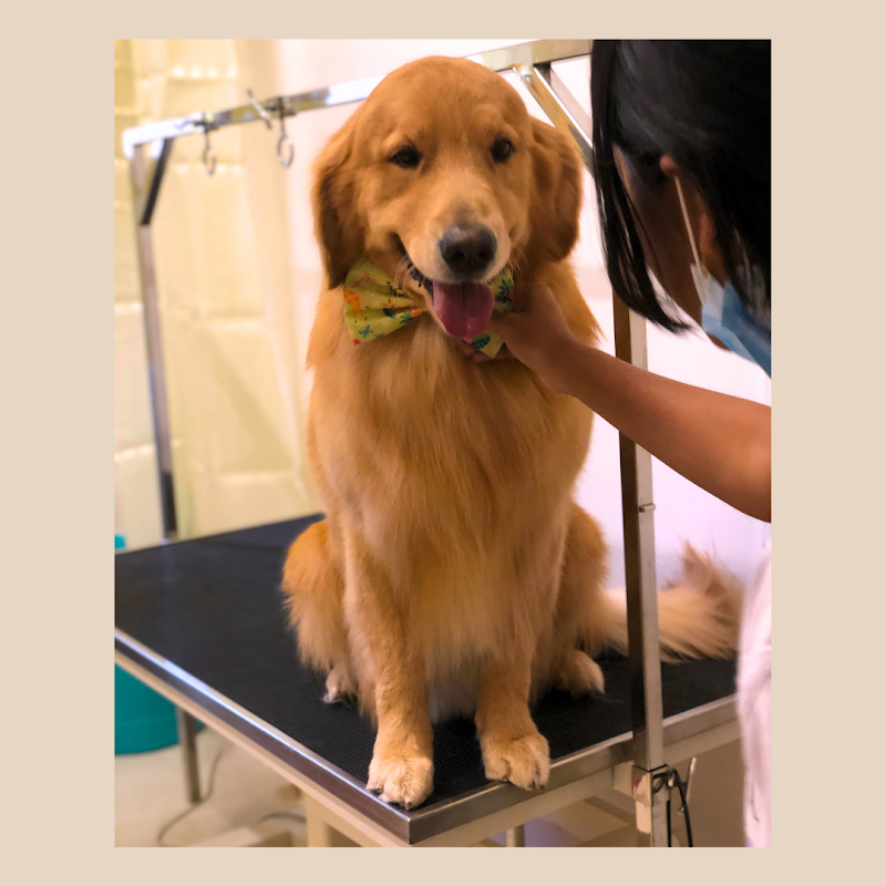 Gama Gama Pet Spa & Small Pet Boarding — Photo 4