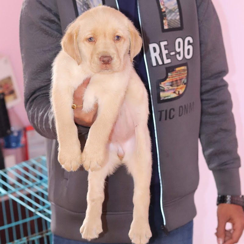 Ganpati Kennel — Photo 3