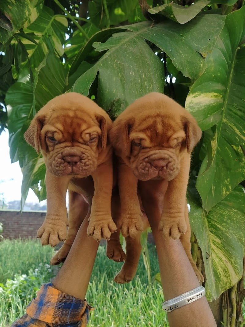 Ganpati Kennel — Photo 4