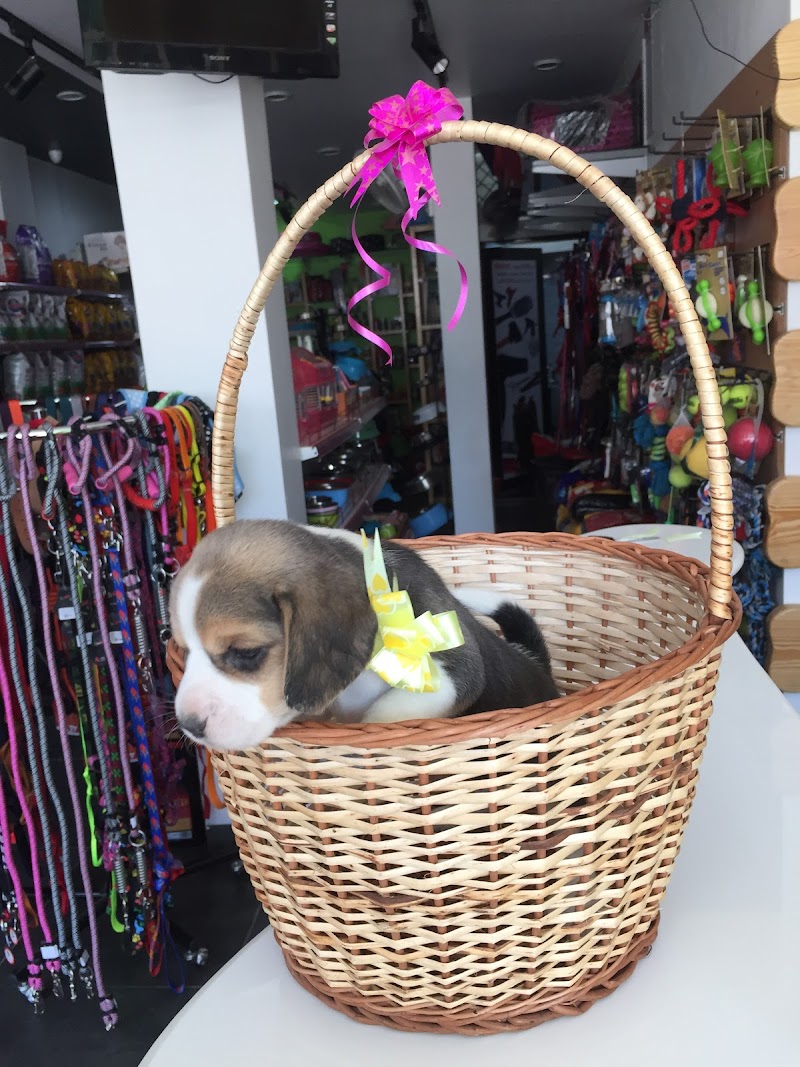 Giantland Pet Shop — Photo 3