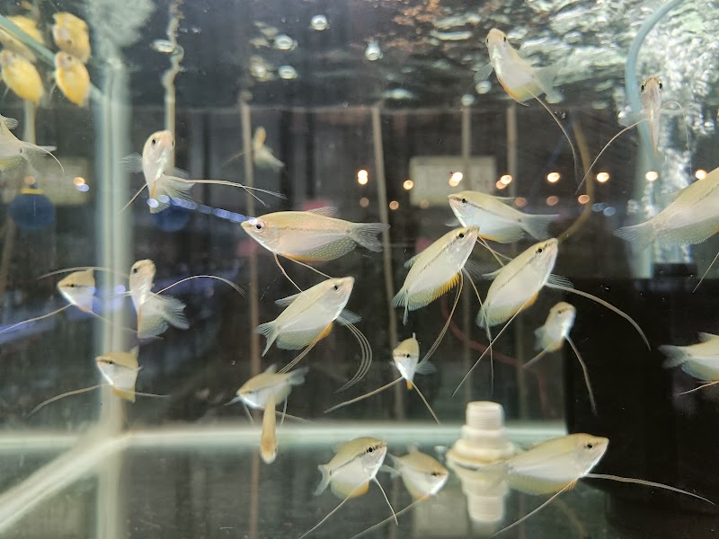 Global Ornamental Fish Farm — Photo 4