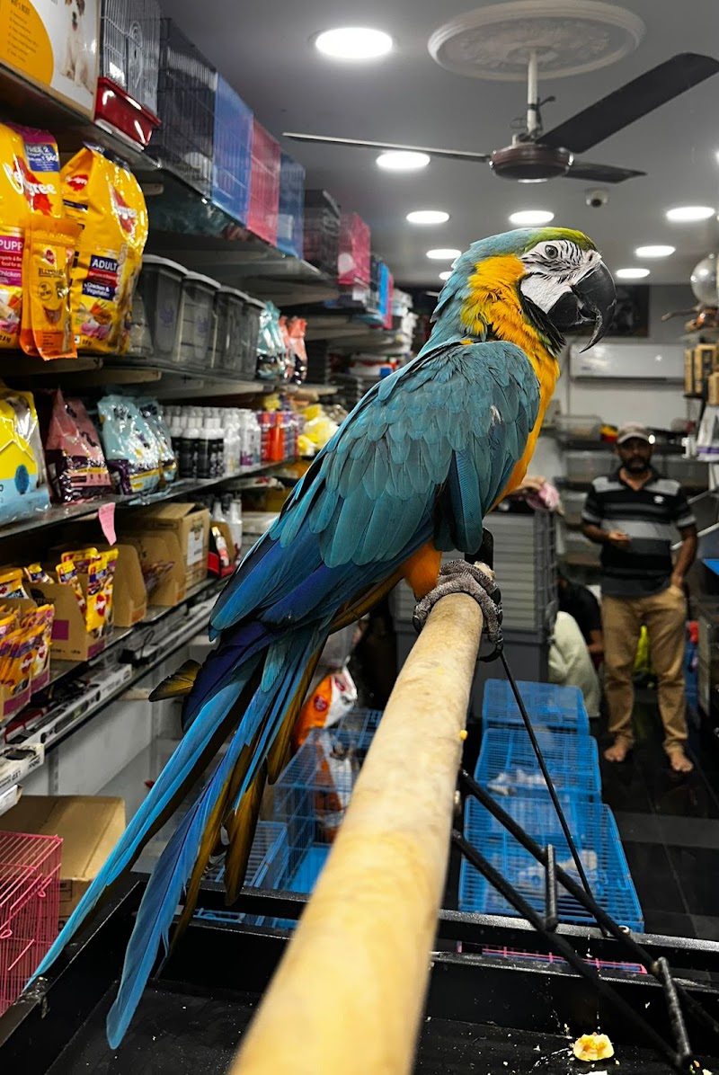 GOLDEN PETS — Photo 2