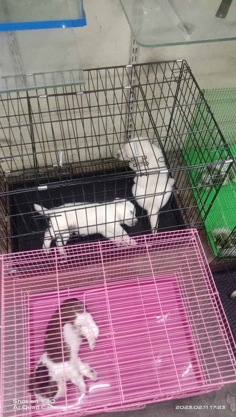 GOLDEN PETS — Photo 3