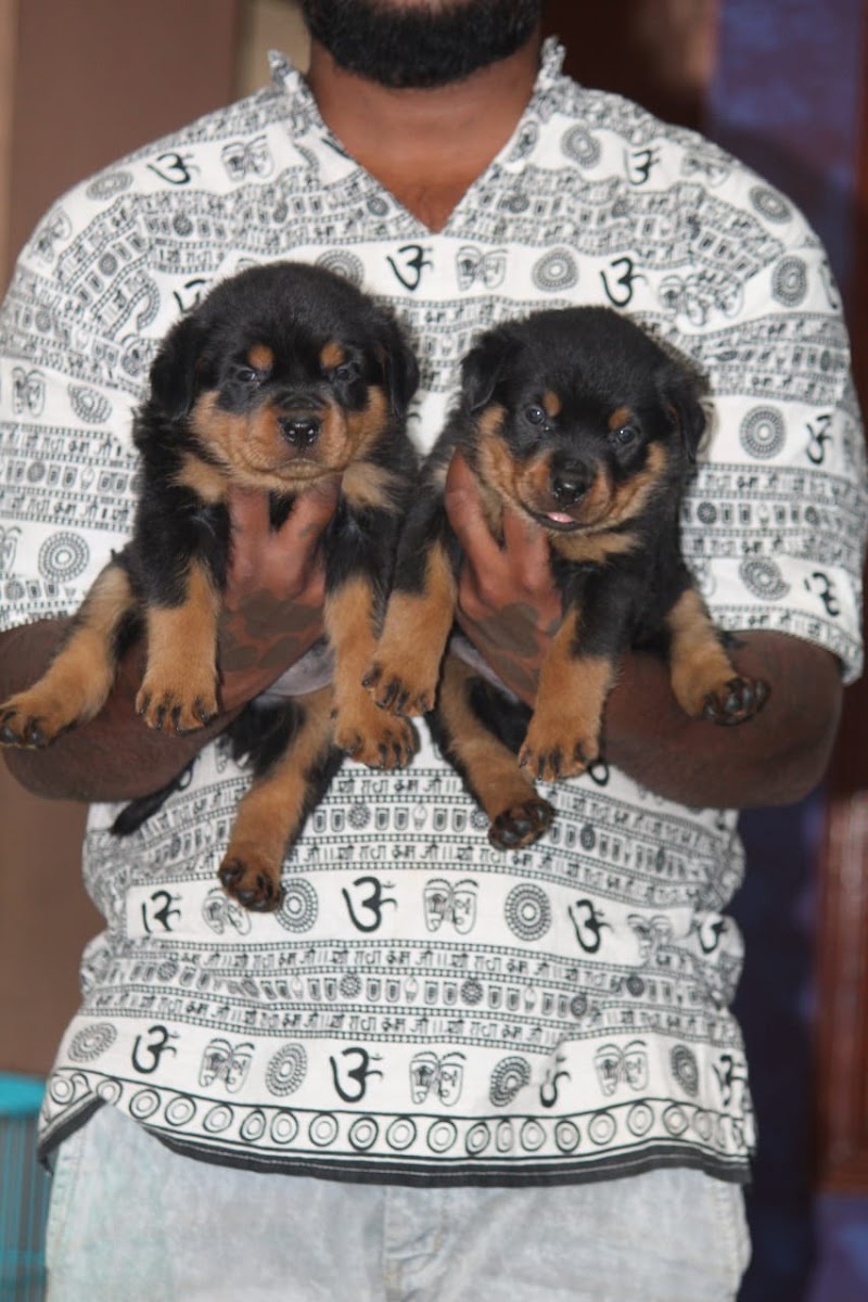 GOLDEN PETS — Photo 4