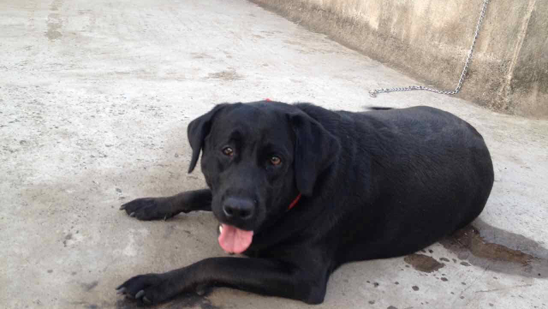 Goofy pet — Photo 1