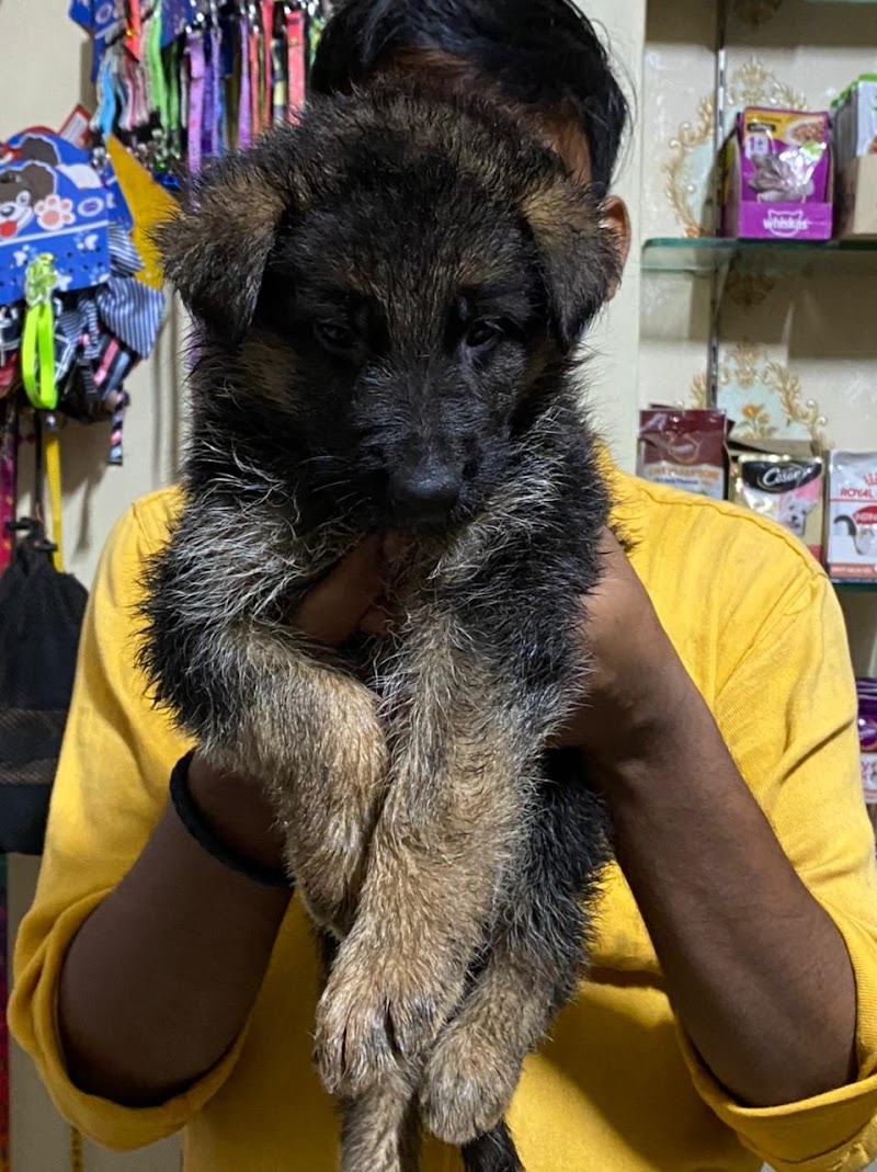 Goofy pet — Photo 2