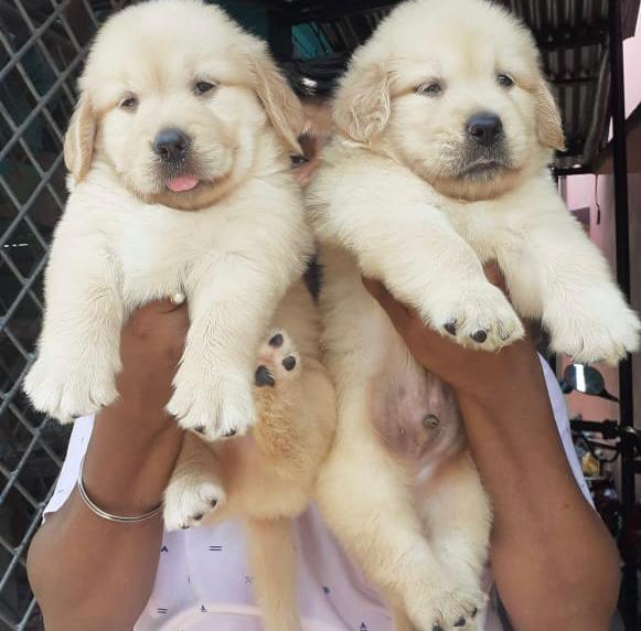 Goofy pet — Photo 3