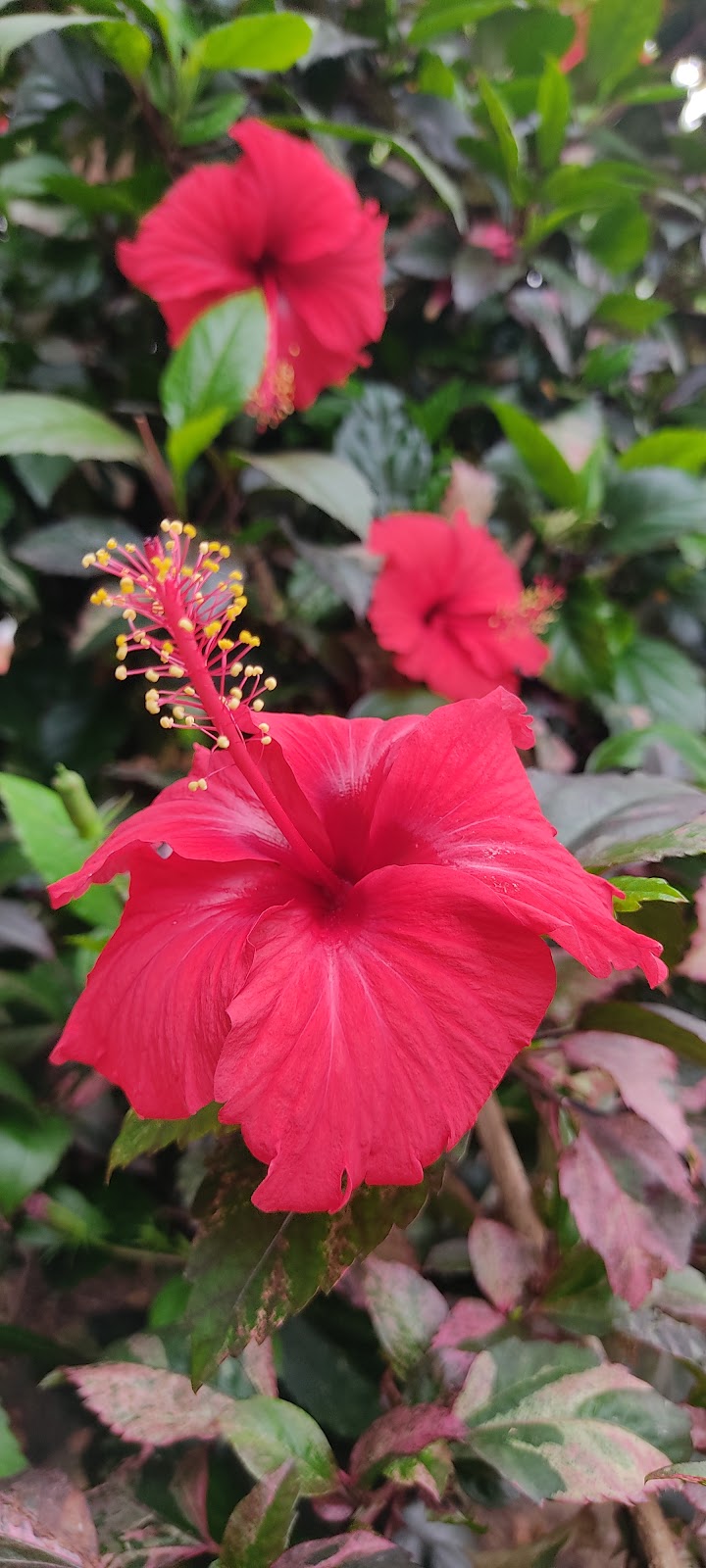 Government Pet Hospital — Photo 2