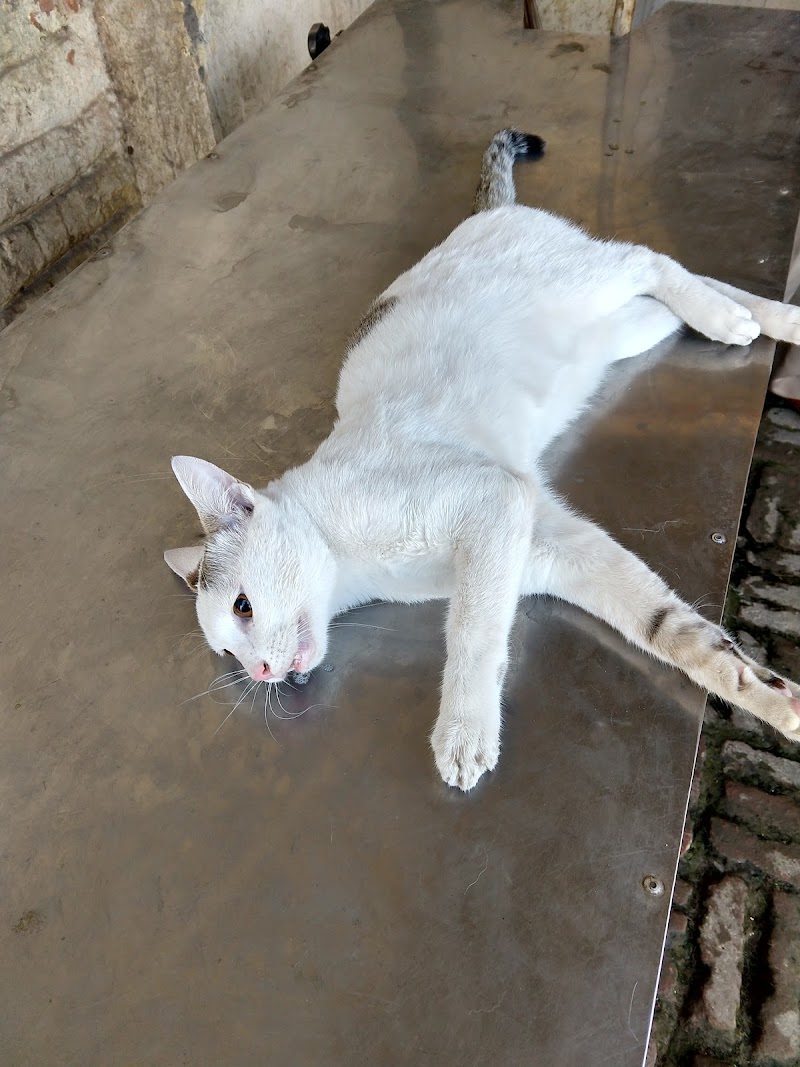 Government Veterinary Hospital — Photo 2